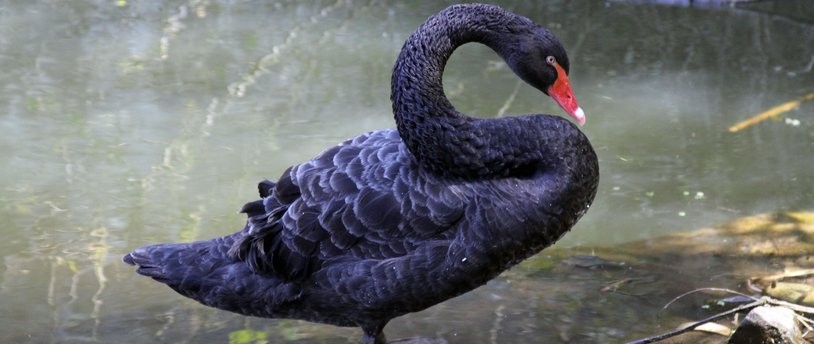 Мосбиржа не исключает приостановки торгов в случае выхода «черных лебедей»
